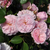 Rose - Rosiers couvre-sol - Blush™